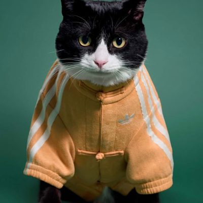 adidas Celebra el Año Nuevo Lunar con una Innovadora Colección de Moda para Mascotas en China