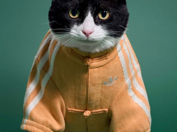 adidas Celebra el Año Nuevo Lunar con una Innovadora Colección de Moda para Mascotas en China