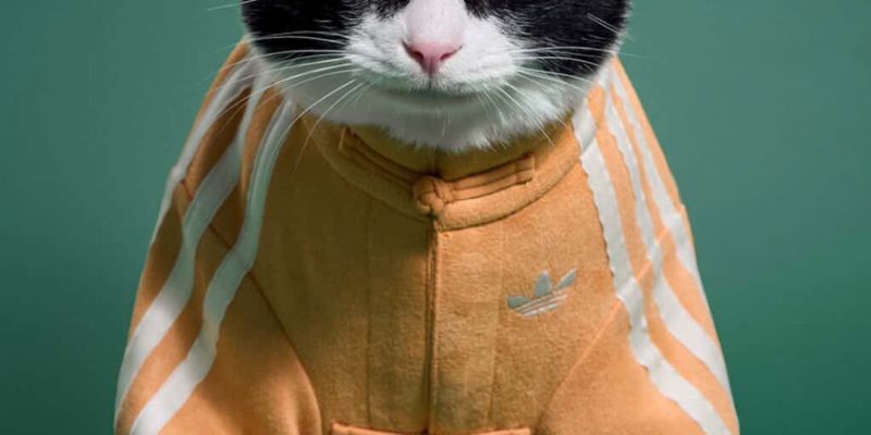 adidas Celebra el Año Nuevo Lunar con una Innovadora Colección de Moda para Mascotas en China